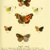 papilio aethiops esper5